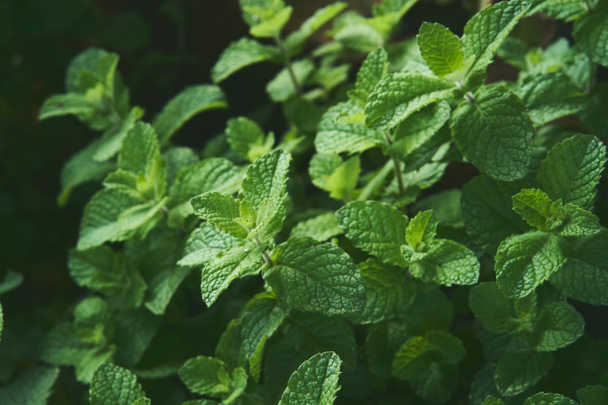 Plantas medicinales para la digestión